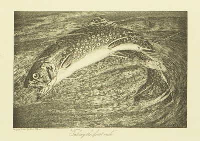 The Speckled Brook Trout (Salvelinus Fontinalis), Charles Hallock and Louis Rhead, 1902, facing 62, Speckled Brook Trout